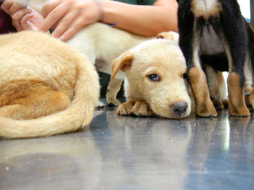 Dogs at the Koh Samui
