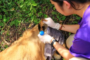 Sharon is checking the ears for ticks and overall cleanliness. 