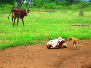 A family's two cows and dog