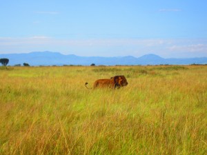 One of the male lions that was reported to be wandering dangerously close to a community and their livestock