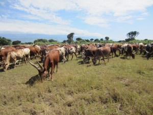 One of the numerous cattle herds in the area