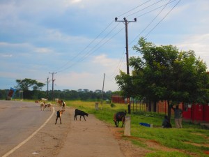 Goats roaming the streets of a nearby town