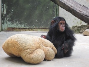 Sunny the orphaned baby chimpanzee playing with her stuffed bear
