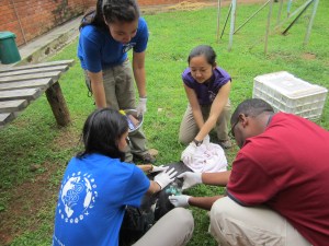 Dressing the amputated wing of a Marabou Stork