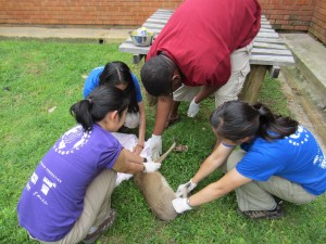 Dressing the amputated leg of a Duiker