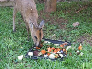 The Duiker eating after we changed her bandages