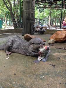 Female otter eating her freshly caught fish.