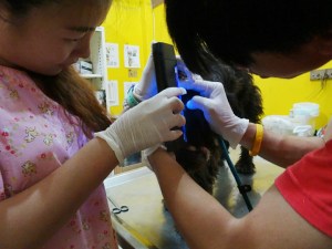 Dr. Toy and vet technician Ben using a Wood's lamp to check for ringworm. Some fungus will fluroesce under UV light,  which can be helpful when diagnosing for ringworm. 