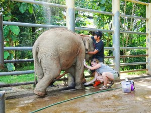 Claire and Big completing a daily foot cleaning on a young elephant