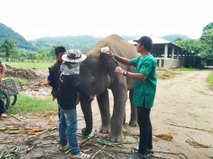 Dr. Tom scanning an elephant for its microchip 