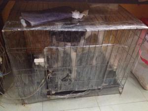A pup getting his daily nebulizer treatment. The cage is enclosed so that the antibiotic  air is breathed into the lungs of the patient. 
