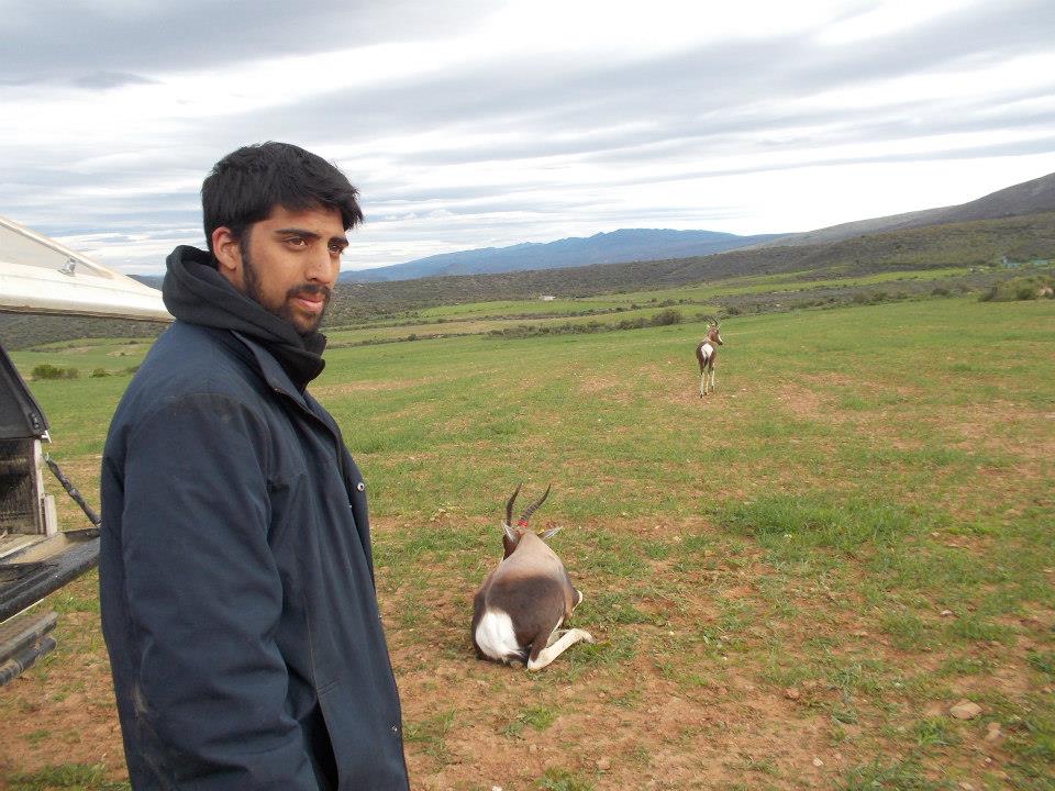 Releasing the bontebok after microchipping and blood collection