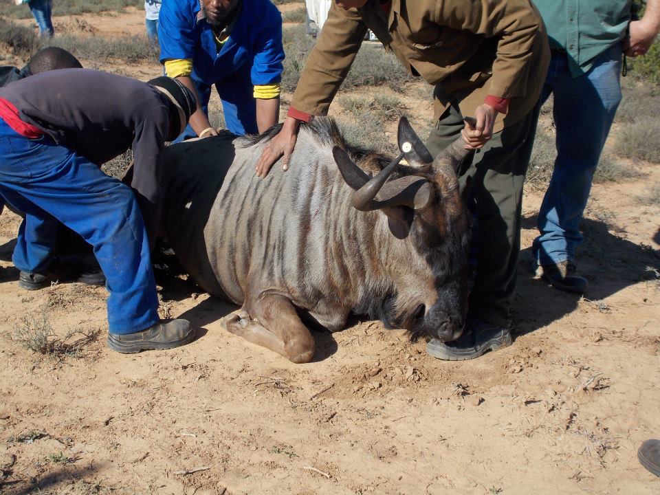 Wildebeast Transport
